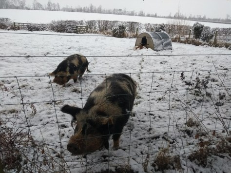 IMG_20180206_091641269